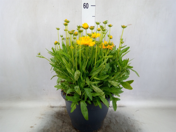 <h4>Coreopsis grandif. 'Double the Sun'</h4>