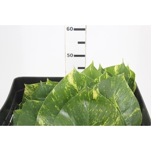 FOLHAGEM JIBOIA VERDE/VARIEGATA