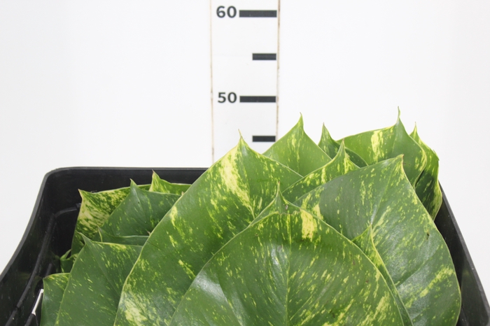 FOLHAGEM JIBOIA VERDE/VARIEGATA