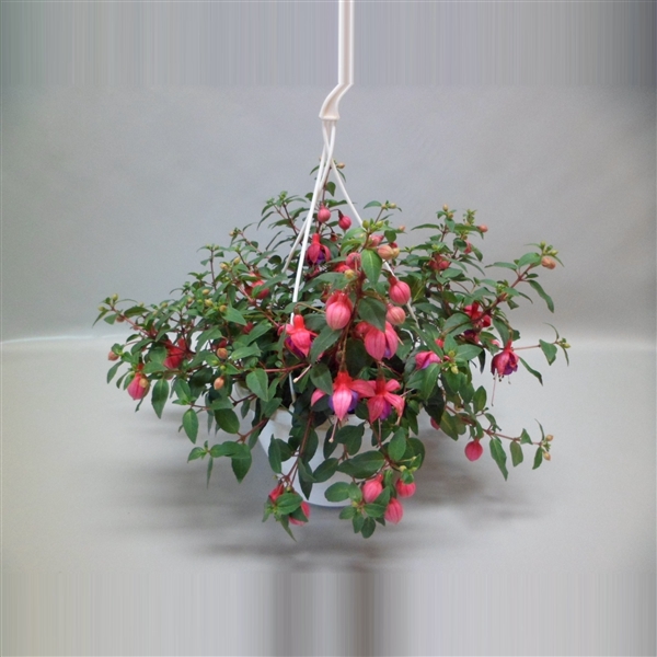 <h4>Fuchsia</h4>