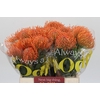Nutans Ayoba Mandarin Zest