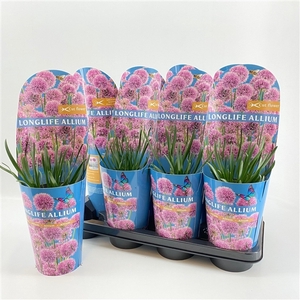 Allium Longlife P14 C2