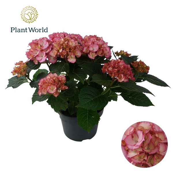 <h4>Hydrangea Bol Ave Pink (Specialty)</h4>