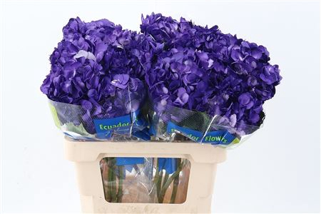 <h4>Hydr M Violeta Select</h4>