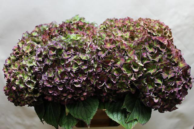 <h4>HYDR M CH RODEO CL</h4>