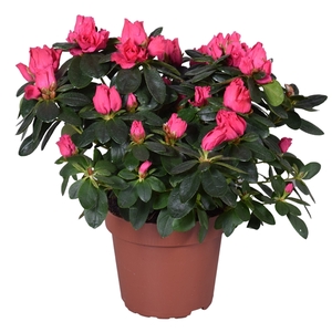 Azalea Vogel 'Nordlicht' rood 14cm