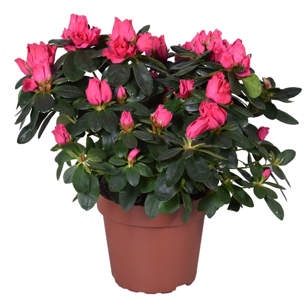 <h4>Azalea Vogel 'Nordlicht' rood 14cm</h4>