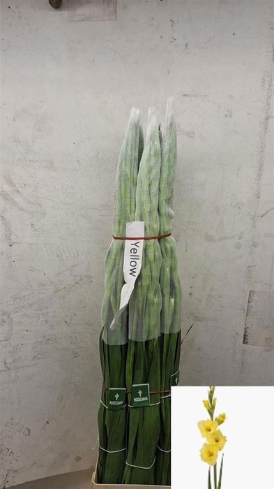 <h4>GLAD GR BANANARAMA</h4>