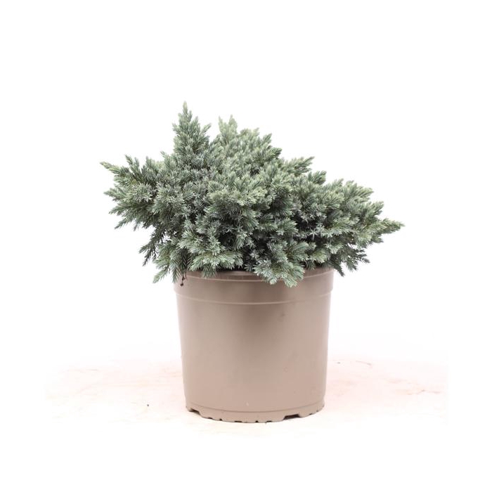 <h4>Juniperus squamata 'Blue Star'</h4>