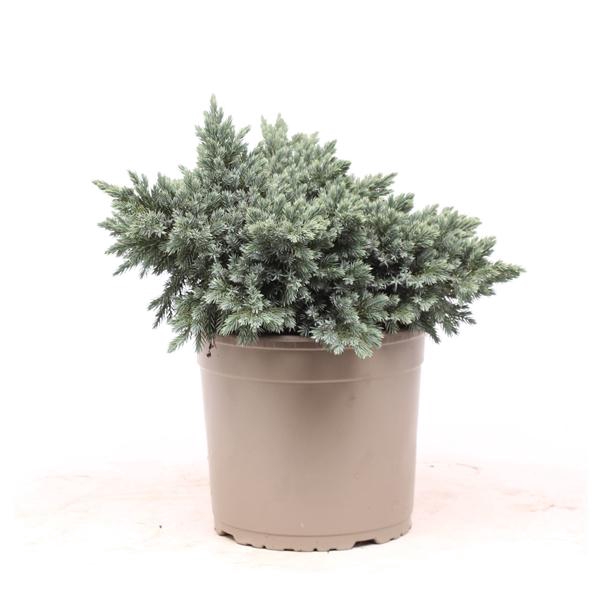 Juniperus squamata 'Blue Star'