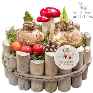 AH003 Amaryllis Bologna Small Grey