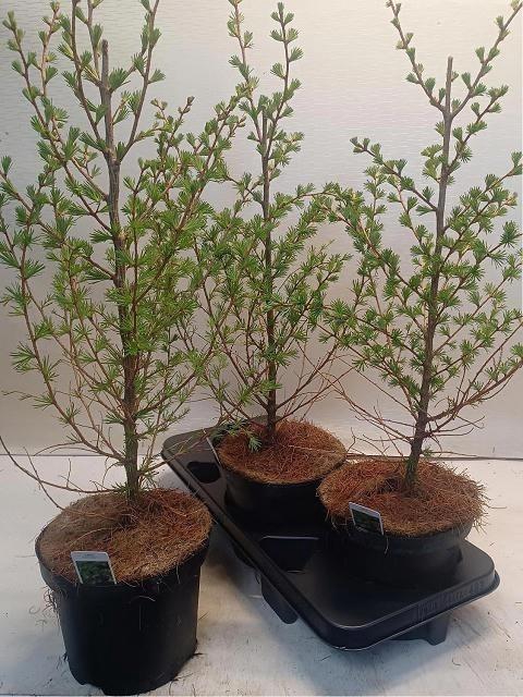Larix Kaempferi