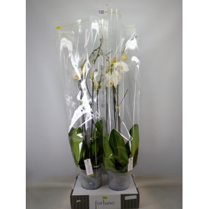 Phalaenopsis   ...white