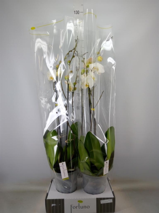 <h4>Phalaenopsis   ...white</h4>