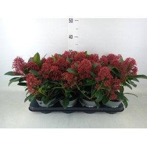 Skimmia jap. 'Rubella'