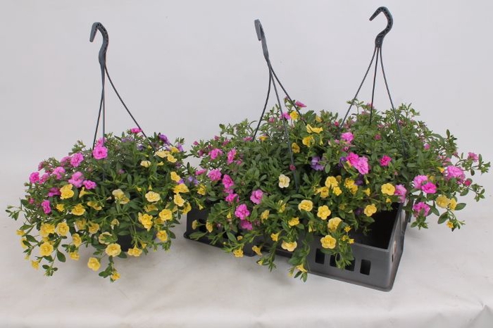 <h4>HANGING BASKETS</h4>