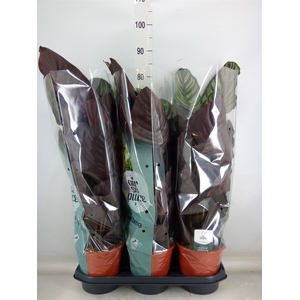 Calathea sanderiana