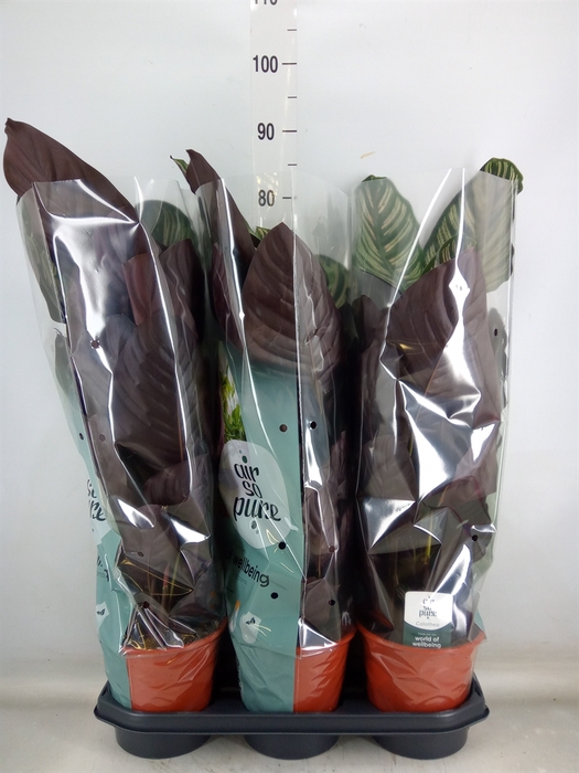 <h4>Calathea sanderiana</h4>