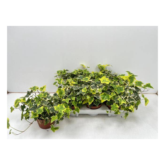 <h4>Hedera helix Goldchild 13Ø 30cm</h4>