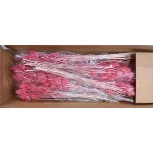 Df Dipsacus Pink Bs 130g