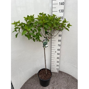 HYDR PANICULATA