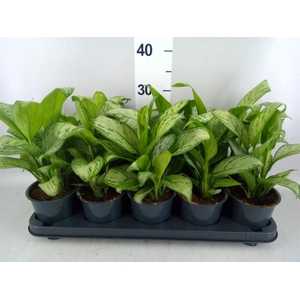 Aglaonema KB 'Maria Christina'