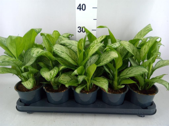 <h4>Aglaonema KB 'Maria Christina'</h4>