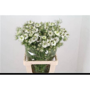 Nigella Damascena Ov