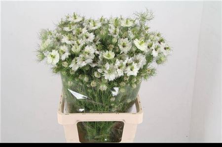<h4>Nigella Damascena Ov</h4>