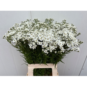 Achillea The Pearl Winsen