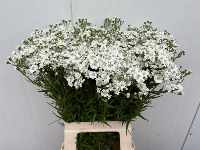 <h4>Achillea The Pearl Winsen</h4>