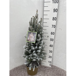 PICEA GL SUPER GREEN