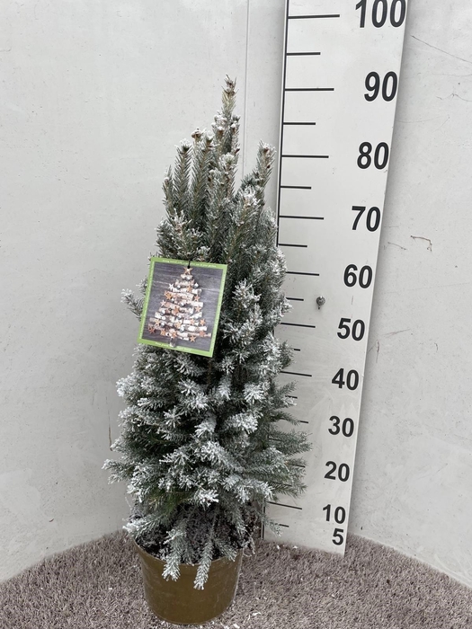 <h4>PICEA GL SUPER GREEN</h4>