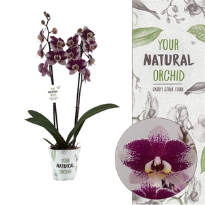 Your Natural Orchid | Barcelona | Phalaenopsis 2 spike