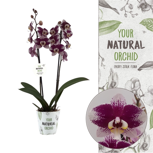 <h4>Your Natural Orchid | Barcelona | Phalaenopsis 2 spike</h4>