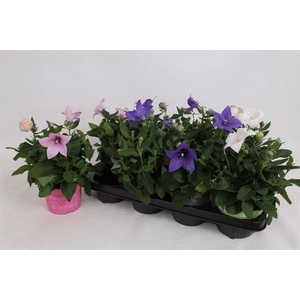 PLATYCODON ASTRA MIX P12