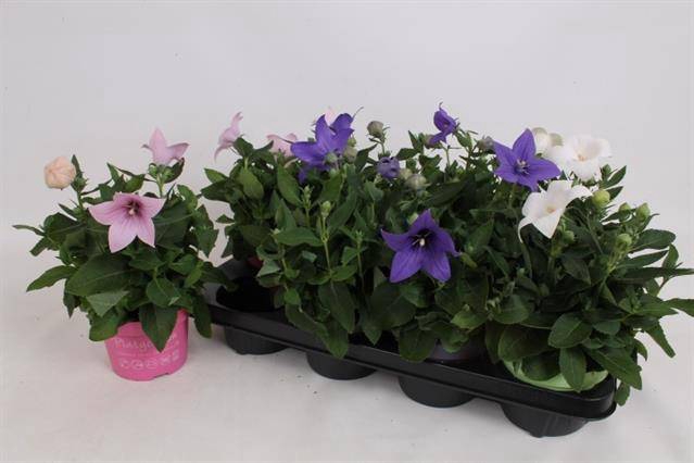 <h4>PLATYCODON ASTRA MIX P12</h4>