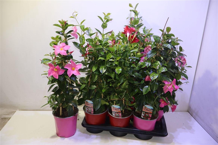 <h4>Mande Rio Gem</h4>