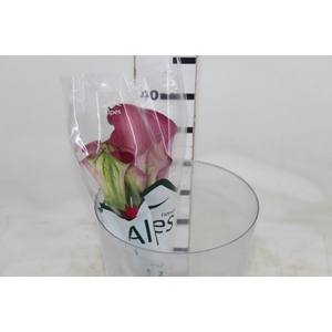 CALLA ROMANCE 040 CM