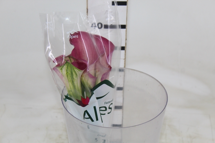 <h4>CALLA ROMANCE 040 CM</h4>