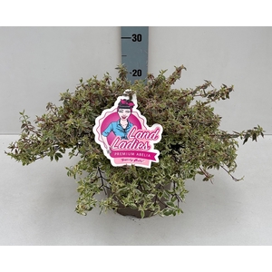 Abelia Swirly Bells 26T NEW!!!