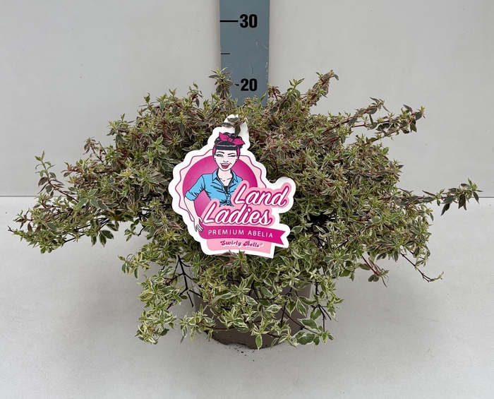 <h4>Abelia Swirly Bells 26T NEW!!!</h4>