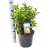 Viburnum tinus 'Lisa Rose' ® 7,5L