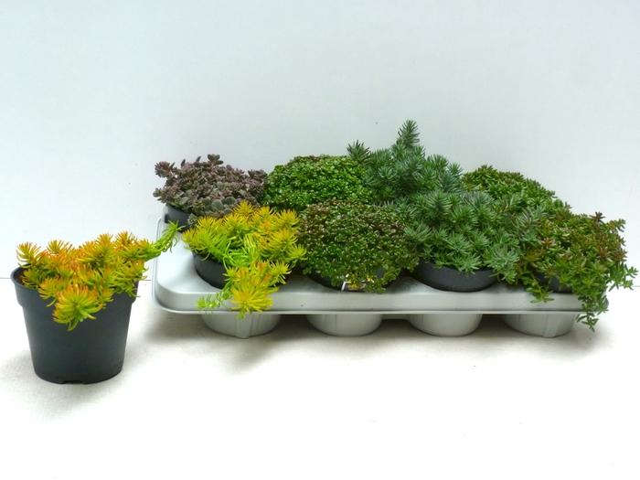 SEDUM MIXK