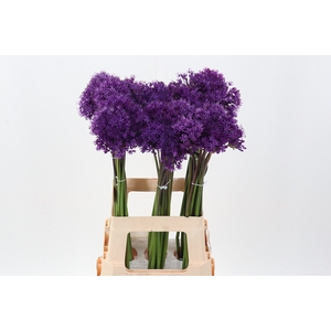 Allium Purple Sens