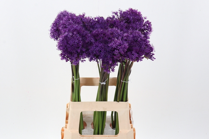 <h4>Allium Purple Sens</h4>