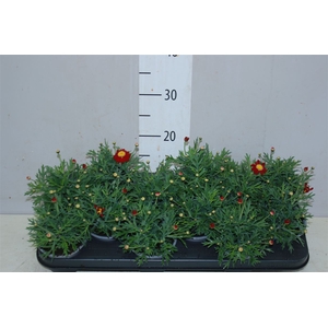 Argyranthemum Frutesc La Rita Red