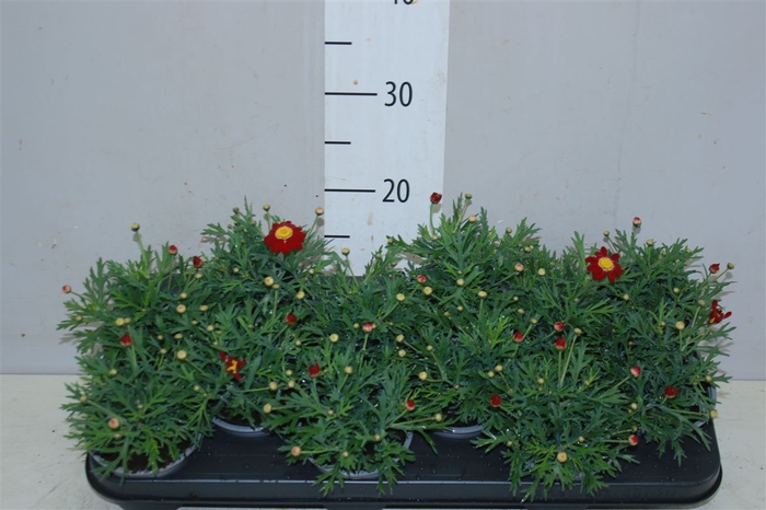 <h4>Argyranthemum Frutesc La Rita Red</h4>