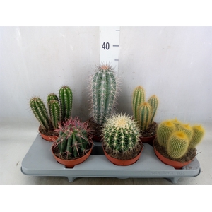 Cactus   ...mix