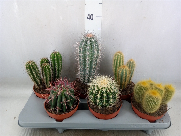 <h4>Cactus   ...mix</h4>